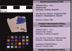 Foto (Objekt + Etiketten) von Decapoda indet. (lobster) (NHMW-GEO-1990-0041-0205a)